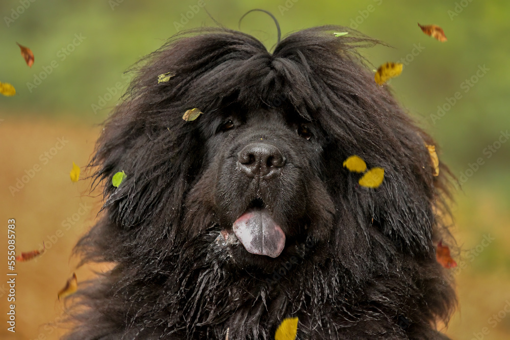 Fototapeta premium dog dogs