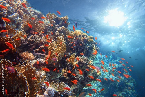 Beautiful tropical coral reef with sun beams shining underwater.