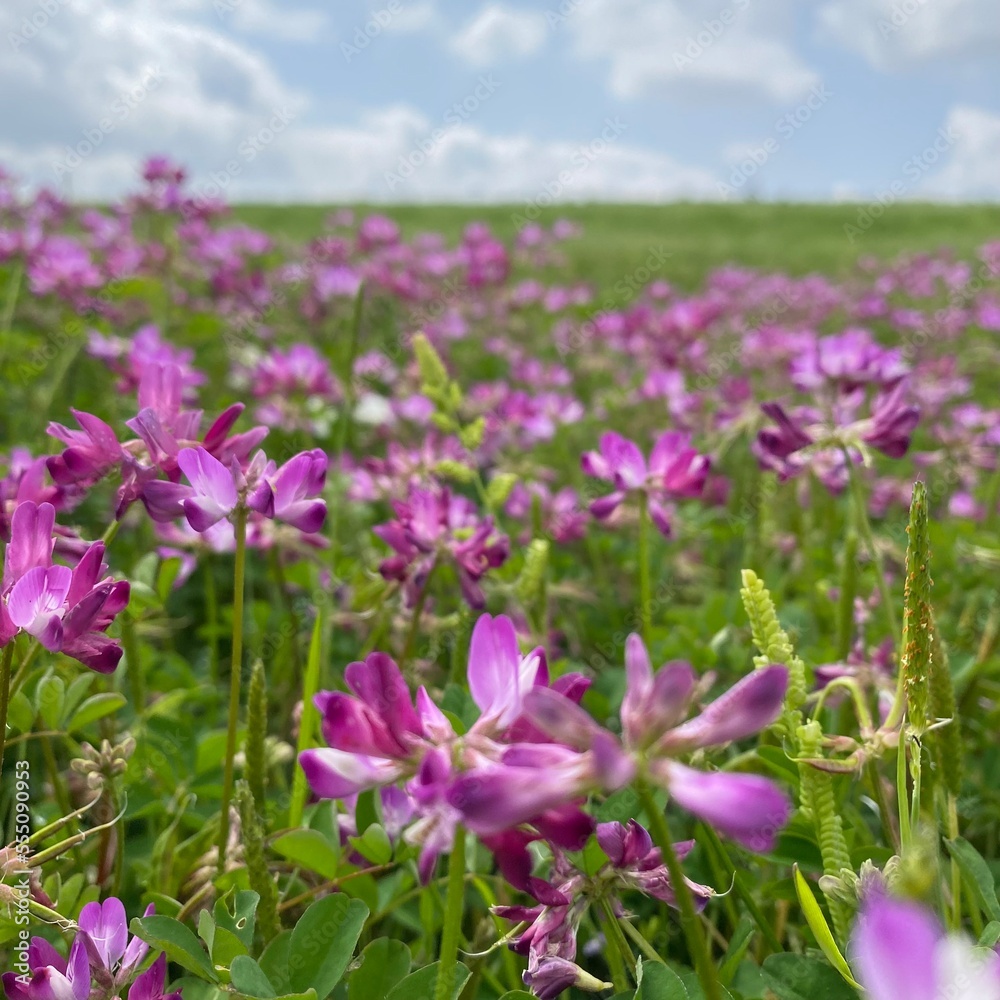 field of flowers