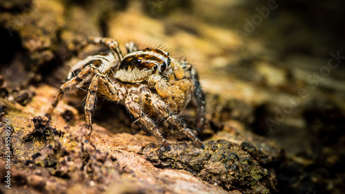 Close up of a jumping spider on a tree bark, Macro photography, Jumping Spider is resting on bark of tree, Tiny yellow jumping spider, Selective focus, Insect Thailand.
