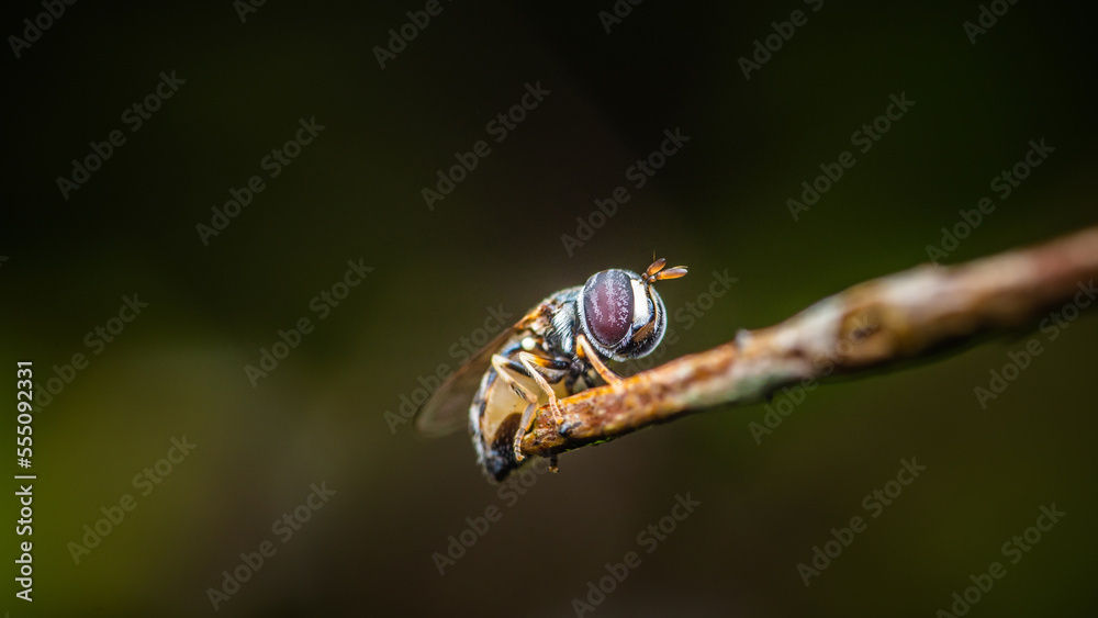Hover fly on die branch and nature background, Close up photo of insect in Thailand. Hover fly on die branch and nature background, Close up photo of insect in Thailand.