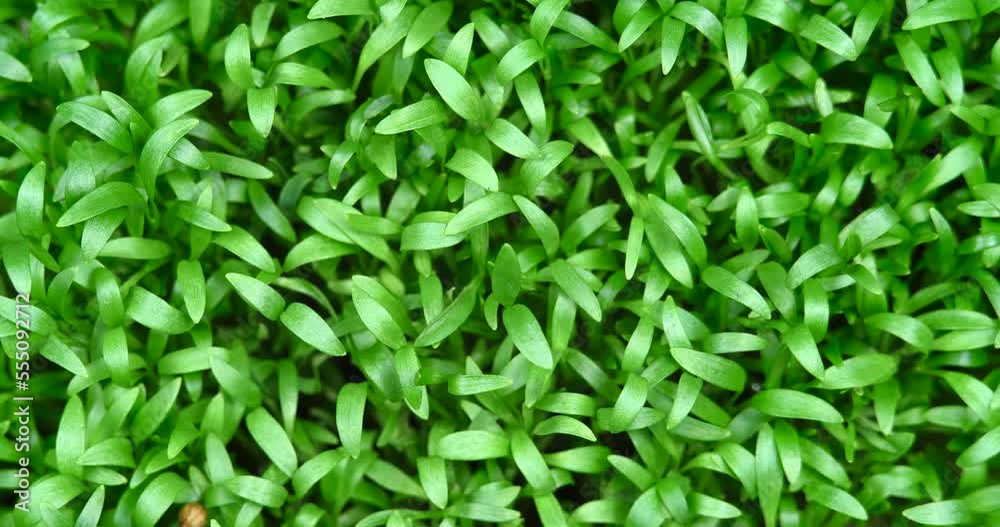 Seedling Microgreens Rotating. Cilantro Seeds Germinate in the Ground. Microgreen, Growing Seedlings at Home. Farm Products, Healthy Nutrition. Organic Food Top View in Greenhouse Seedling Microgreens Rotating. Cilantro Seeds Germinate in the Ground. Microgreen, Growing Seedlings at Home. Farm Products, Healthy Nutrition. Organic Food Top View in Greenhouse
