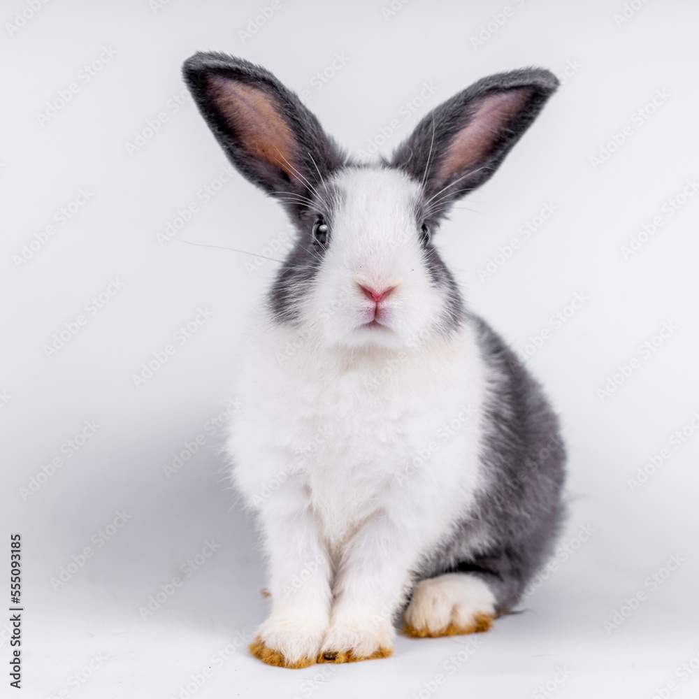 cute black and white rabbit isolated white background