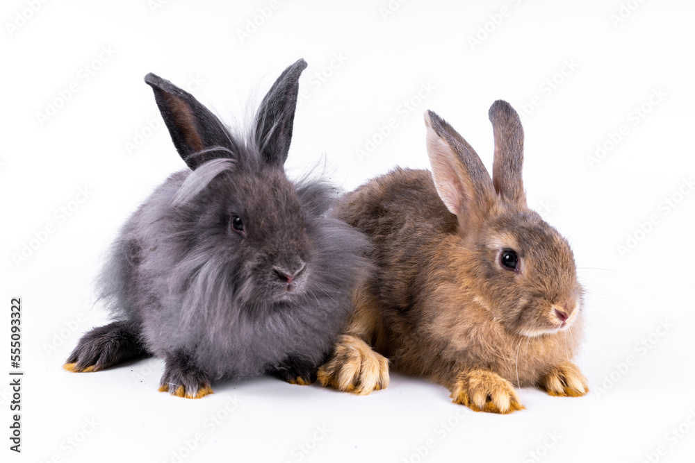 Obraz premium cute black and white rabbit isolated white background