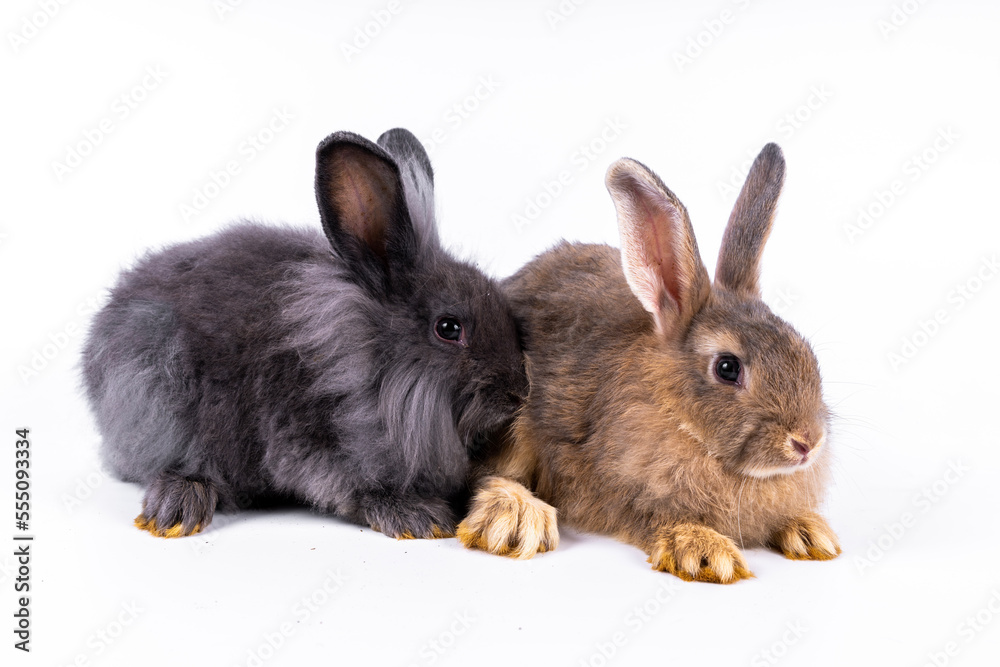 Fototapeta premium cute black and white rabbit isolated white background
