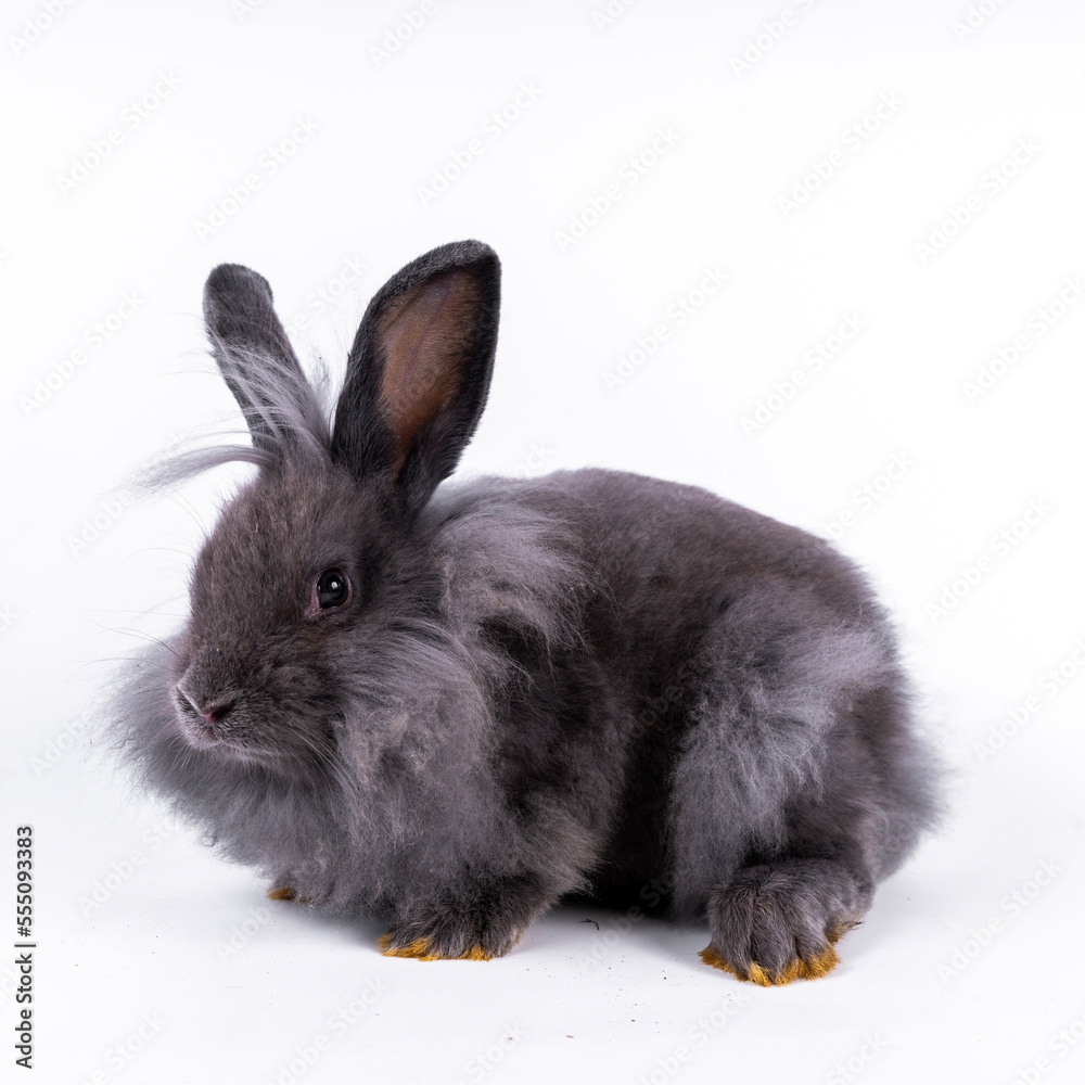 cute black and white rabbit isolated white background cute black and white rabbit isolated white background