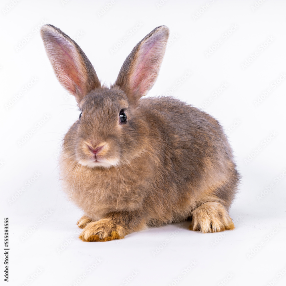 cute black and white rabbit isolated white background cute black and white rabbit isolated white background