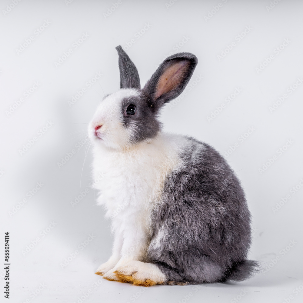 cute black and white rabbit isolated white background