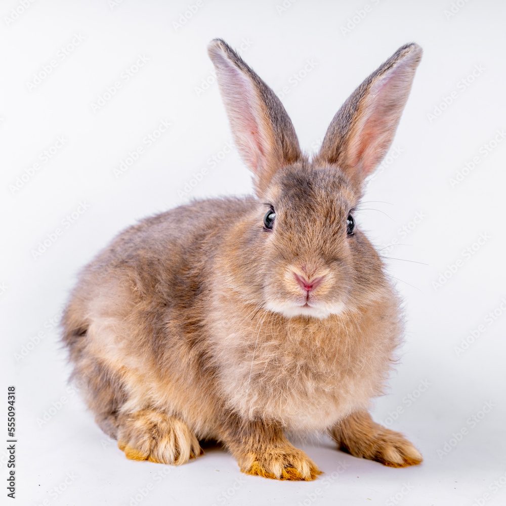 Fototapeta premium cute black and white rabbit isolated white background