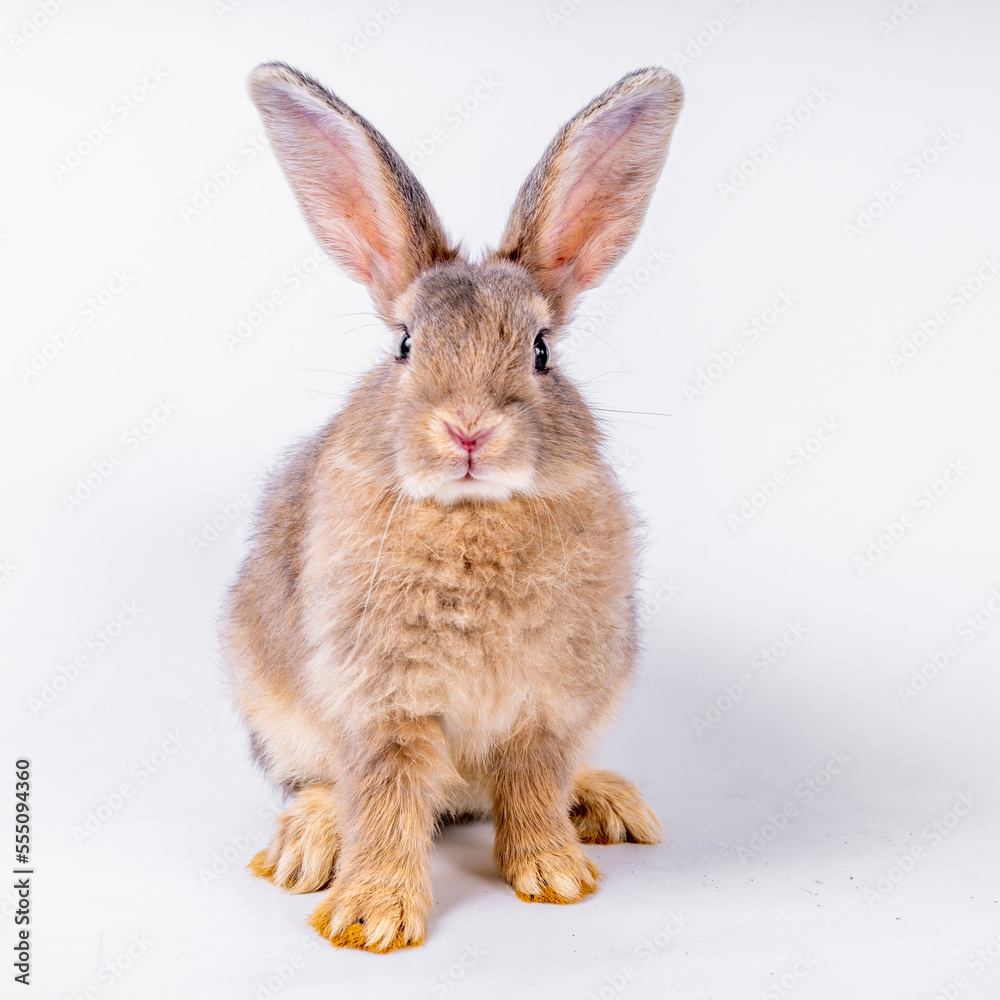 Fototapeta premium cute black and white rabbit isolated white background