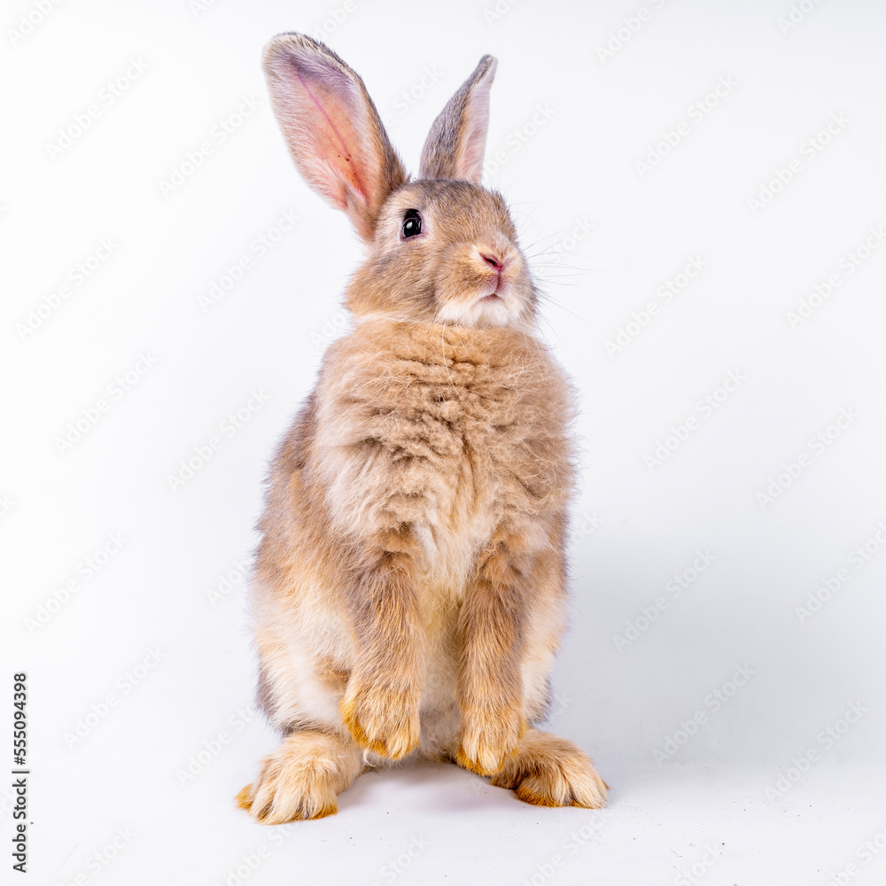 Fototapeta premium cute black and white rabbit isolated white background