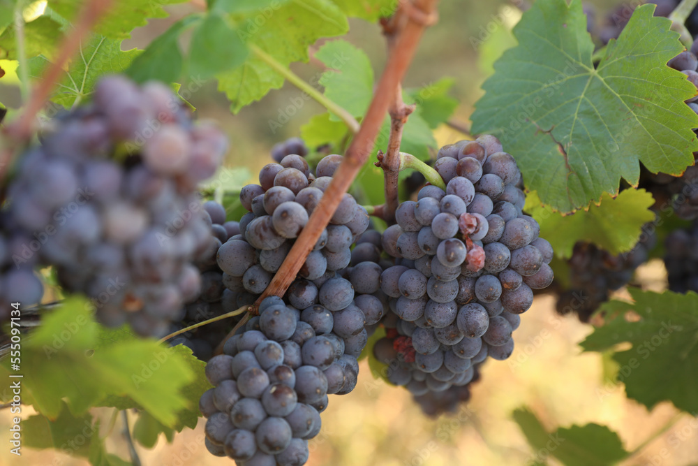 Delicious ripe grapes in vineyard. Harvest season Delicious ripe grapes in vineyard. Harvest season