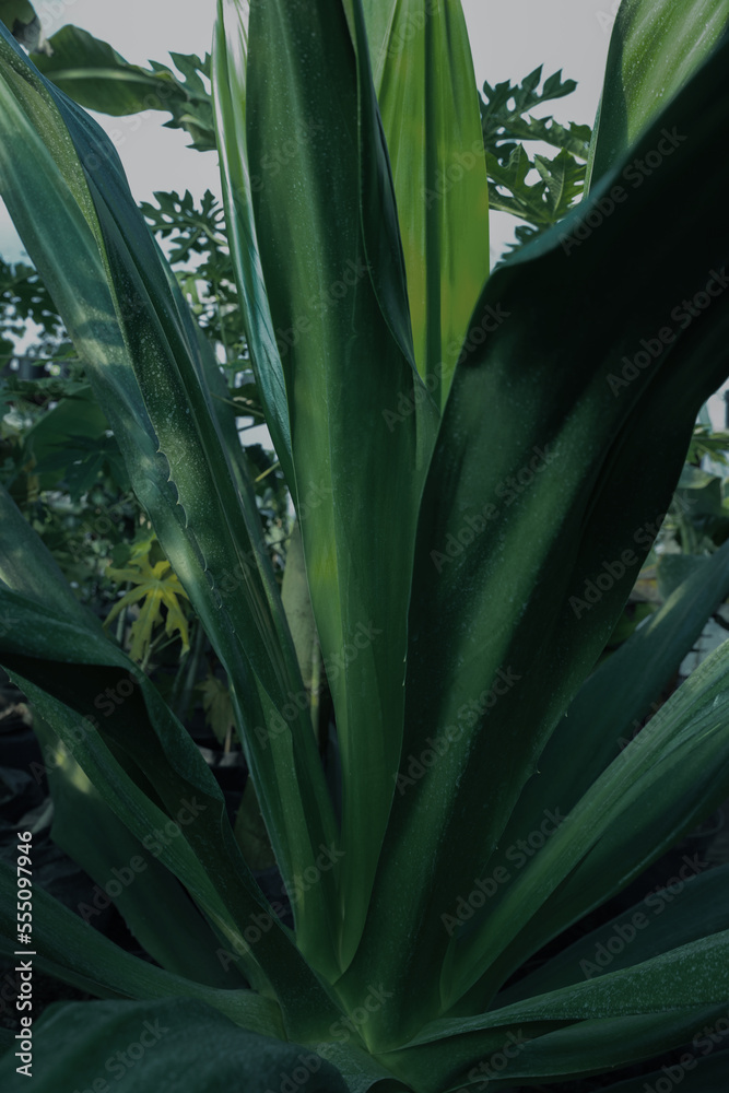 Obraz premium American aloe with beautiful leaves growing outdoors, closeup. Tropical plant