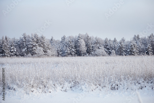 Wallpaper Mural Amazing view on winter trees white of hoar frost, selective focus Torontodigital.ca