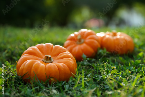 Fresh ripe orange pumpkins on green grass, space copy text