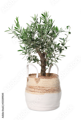 Beautiful young potted olive tree isolated on white