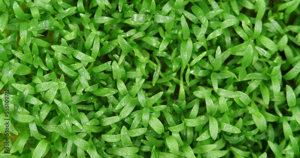 Seedling Microgreens Rotating. Cilantro Seeds Germinate in the Ground. Microgreen, Growing Seedlings at Home. Farm Products, Healthy Nutrition. Organic Food Top View in Greenhouse With Water Drops