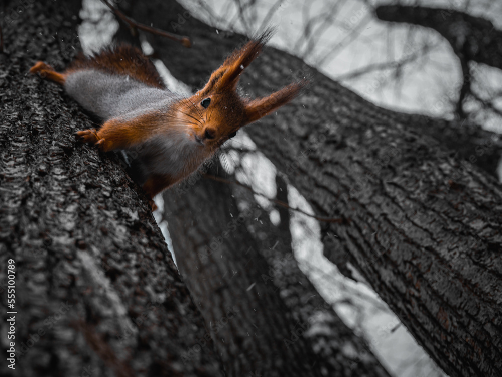 squirrel on tree