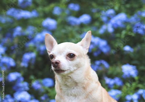 brown short hair  Chihuahua dog sitting on green grass in the garden with purple flowers blackground  looking away  copy space.
