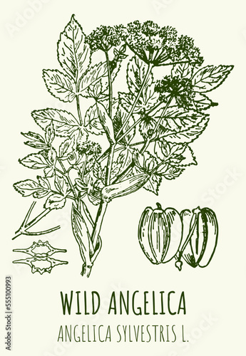 Vector drawings of WILD ANGELICA. Hand drawn illustration. Latin name ANGELICA SYLVESTRIS L.
 photo