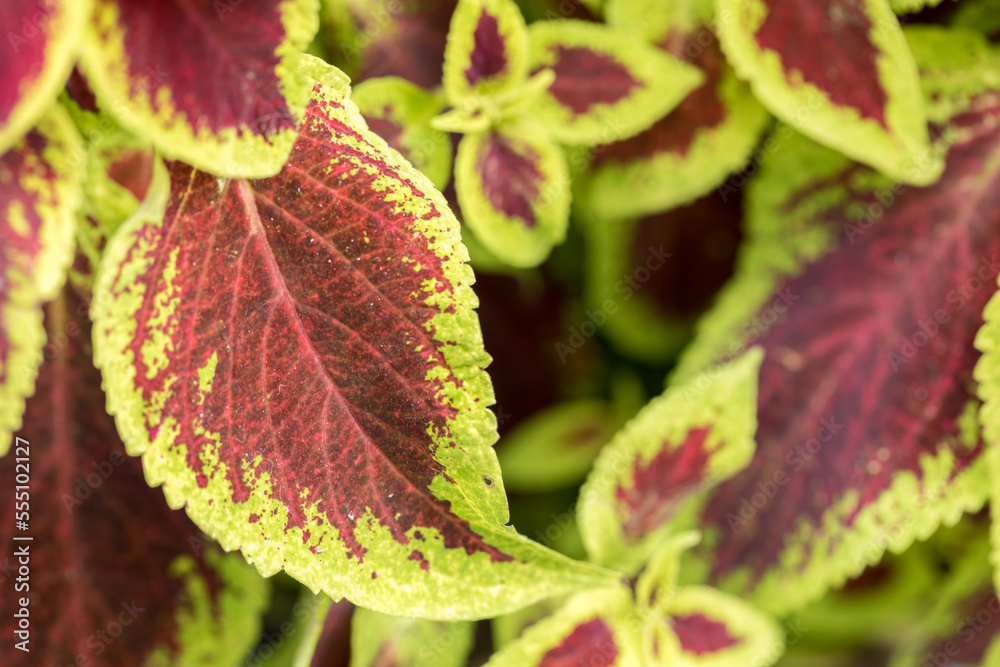 Fototapeta premium Colorful Indian nettle, blume's coleus, decorative element, plant leaves close-up.