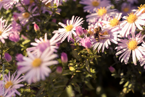 Purple asters blooming in flowerbeds. Bees collecting nectar  pollen.