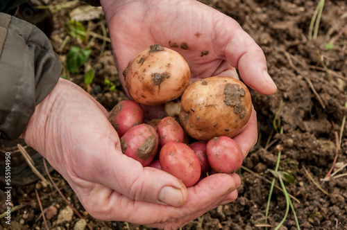 Aged hands holding freshly harvested potatoes