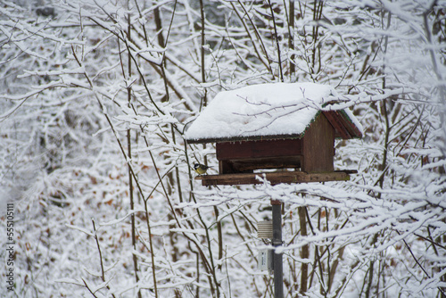 Small yellow forest bird feeding inside a bird feeder in a snow covered forest in Europe. Telephoto close up shot, no people © Octavian