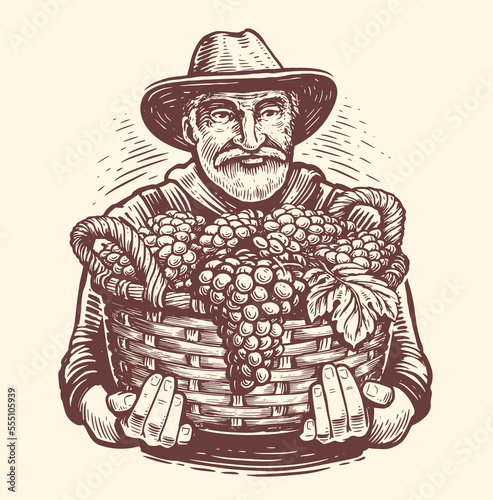 Farmer with full basket of ripe grapes harvested from vineyard. Agriculture, fruit growing sketch. Vintage vector
