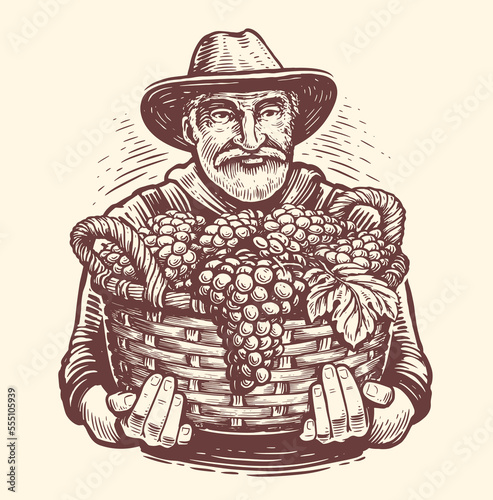 Farmer with full basket of ripe grapes harvested from vineyard. Agriculture  fruit growing sketch. Vintage vector