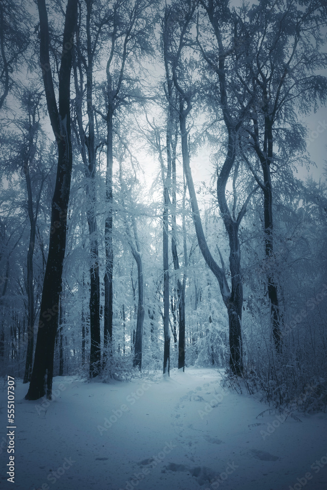 winter landscape with frozen trees in dark cold forest winter landscape with frozen trees in dark cold forest