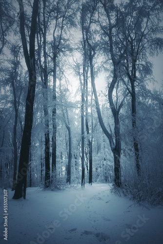 winter landscape with frozen trees in dark cold forest