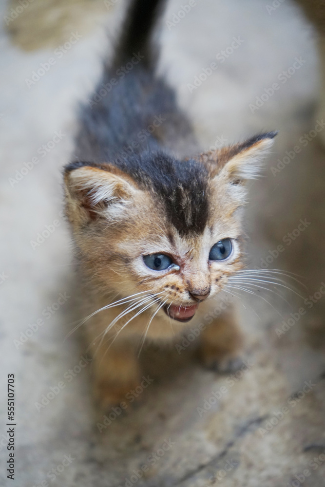 picture of a Indonesian domestic kitten black with brown pattern meowing. Felis silvestris   