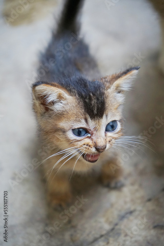 picture of a Indonesian domestic kitten black with brown pattern meowing. Felis silvestris 