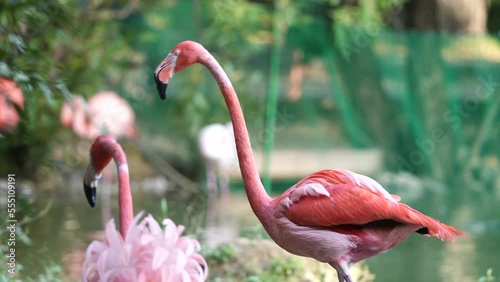 Pink elegant flamingo farm. Bird flup move wing paradise zoo. Graceful phoenicopteridae group stroll lake habitat. Gorgeous colony nature park. Family wander tropical lagoon. Colorful flock walk pond. photo