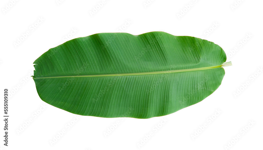 Fototapeta premium Fresh banana leaves isolated on transparent background PNG file