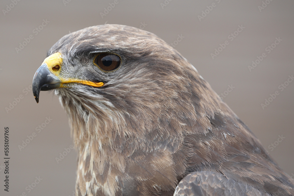 Portrait of a Common Buzzard against a brown background
Portrait of a Common Buzzard against a brown background