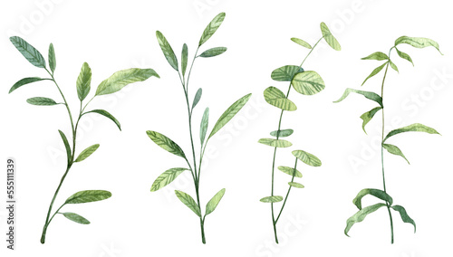 Wallpaper Mural Set of realistic hand painted watercolor botany. Detailed green leaves on twigs and branches separate objects for designing wedding and greeting cards Torontodigital.ca