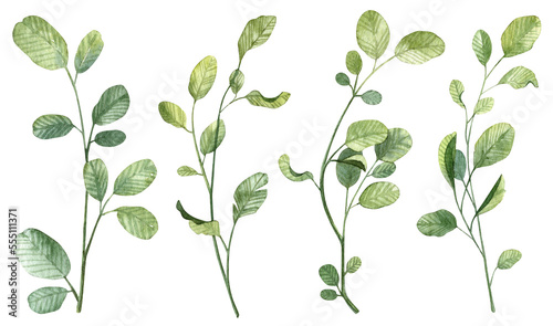 Set of realistic hand painted watercolor botany. Detailed green leaves on twigs and branches separate objects for designing wedding and greeting cards