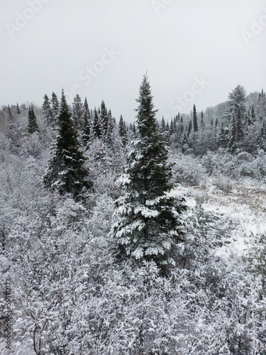 Snow covered trees in Northern Ontario Canada