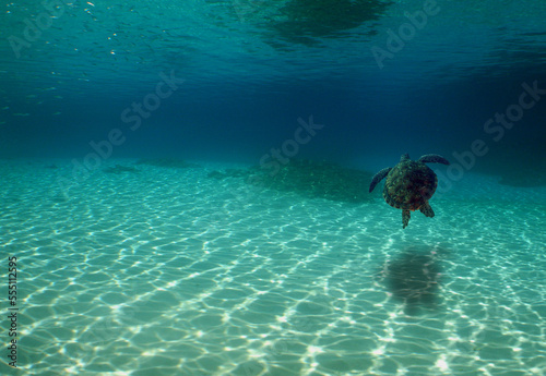 a sea turtle swimming to the surface in the crystal clear waters of the caribbean sea