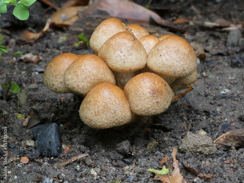 eine gruppe kleiner pilze, frisch gewaschen durch regen, mit paar kleinen wassertropfen, wachsen aus dem frischen schwazen boden eine gruppe kleiner pilze, frisch gewaschen durch regen, mit paar kleinen wassertropfen, wachsen aus dem frischen schwazen boden