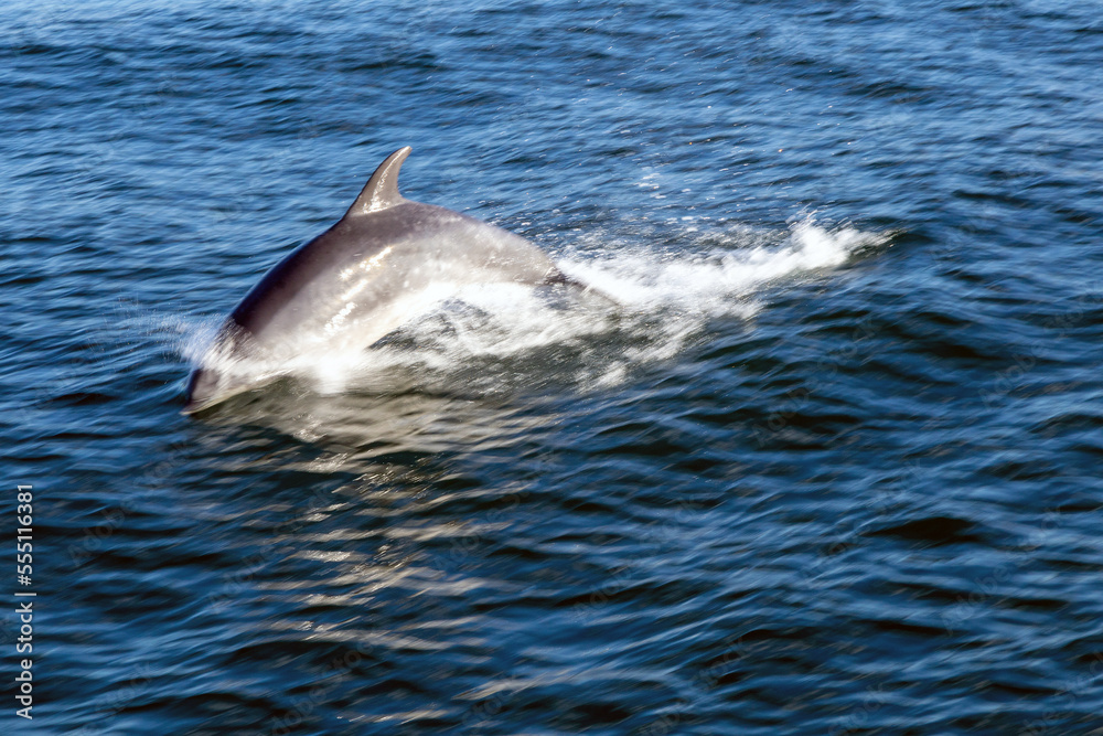 Naklejka premium Delfín mular saltando fuera del agua persiguiendo una embarcación. Ría de Vigo, Galicia, España. Enfoque selectivo.
