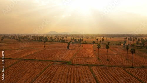sunset in the countryside with rice field after harvested and sugar palm tree