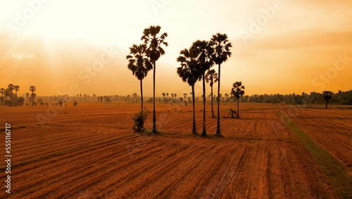 sunset in the countryside with rice field after harvested and sugar palm tree