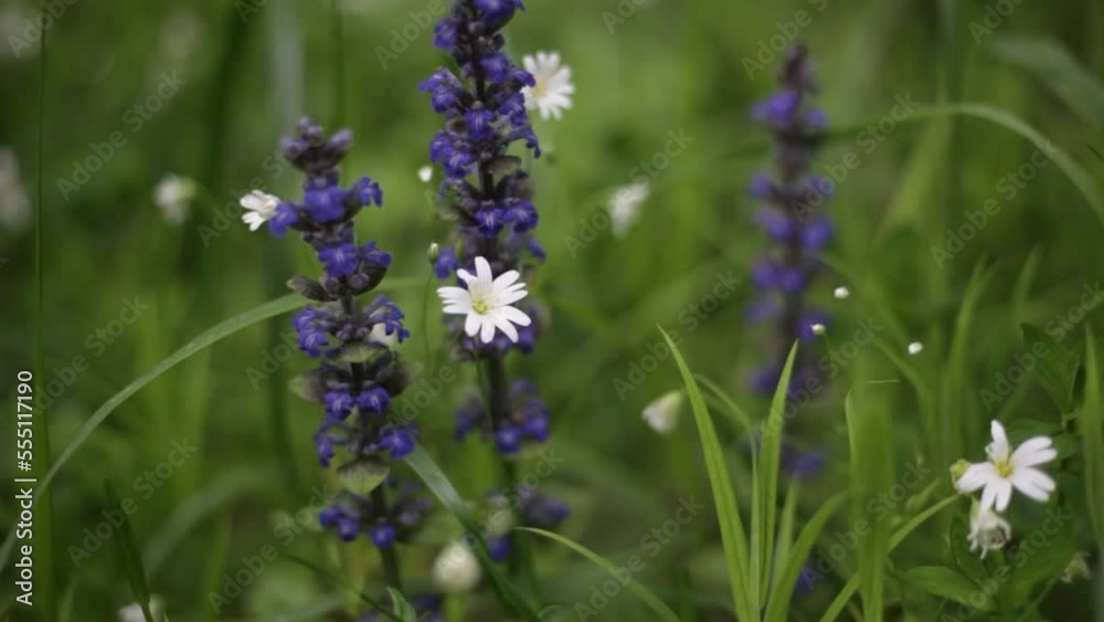 Plants in summer in the wild. Purple flowers. Flora details. Plants in summer in the wild. Purple flowers. Flora details.