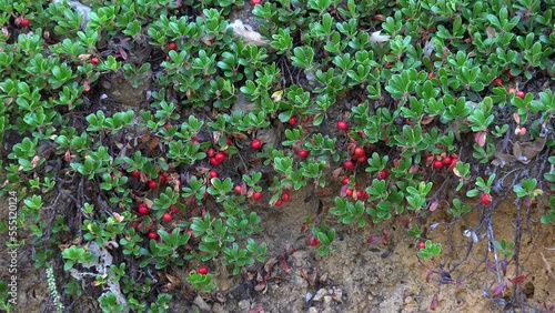 
Red fruits among leaves of Uva Ursi Bearberry plant  photo