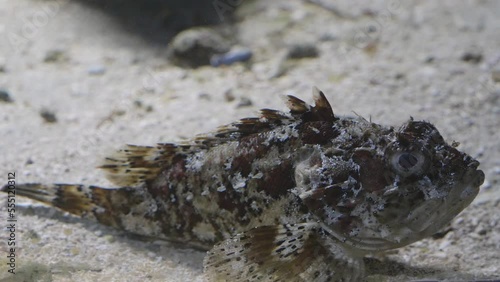 Close-up of tompot blenny fish (Parablennius gattorugine) on sandy seabed photo