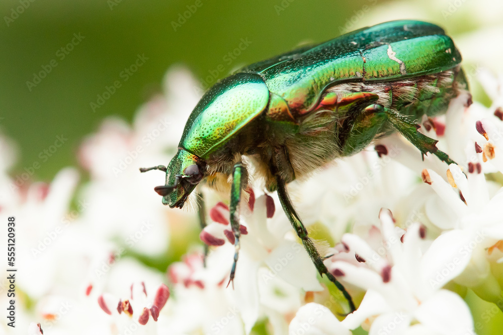 Fototapeta premium green rose chafer, cetonia aurata