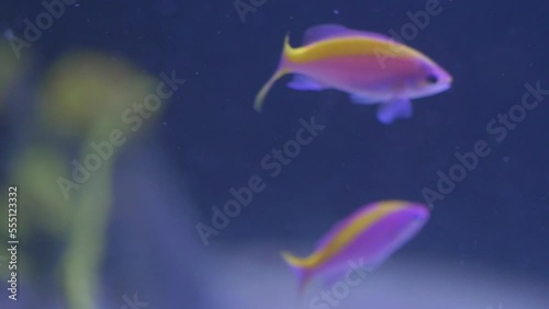 Reef yellowstriped fairy basslet (Pseudanthias tuka) fish photo